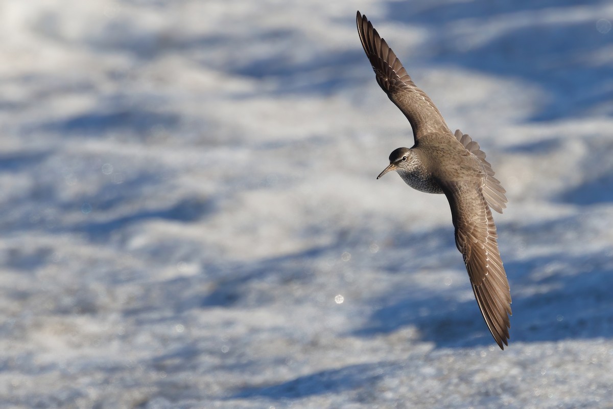 Gray-tailed Tattler - ML620664578