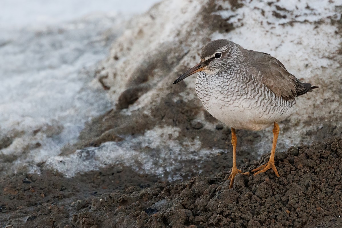 Gray-tailed Tattler - ML620664579