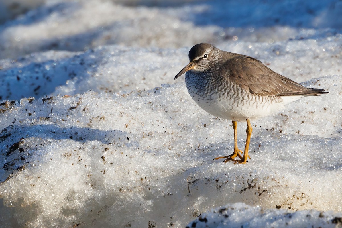 Gray-tailed Tattler - ML620664581