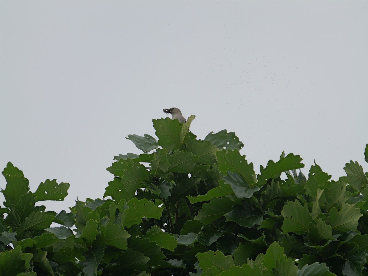 Chestnut-cheeked Starling - ML620664582