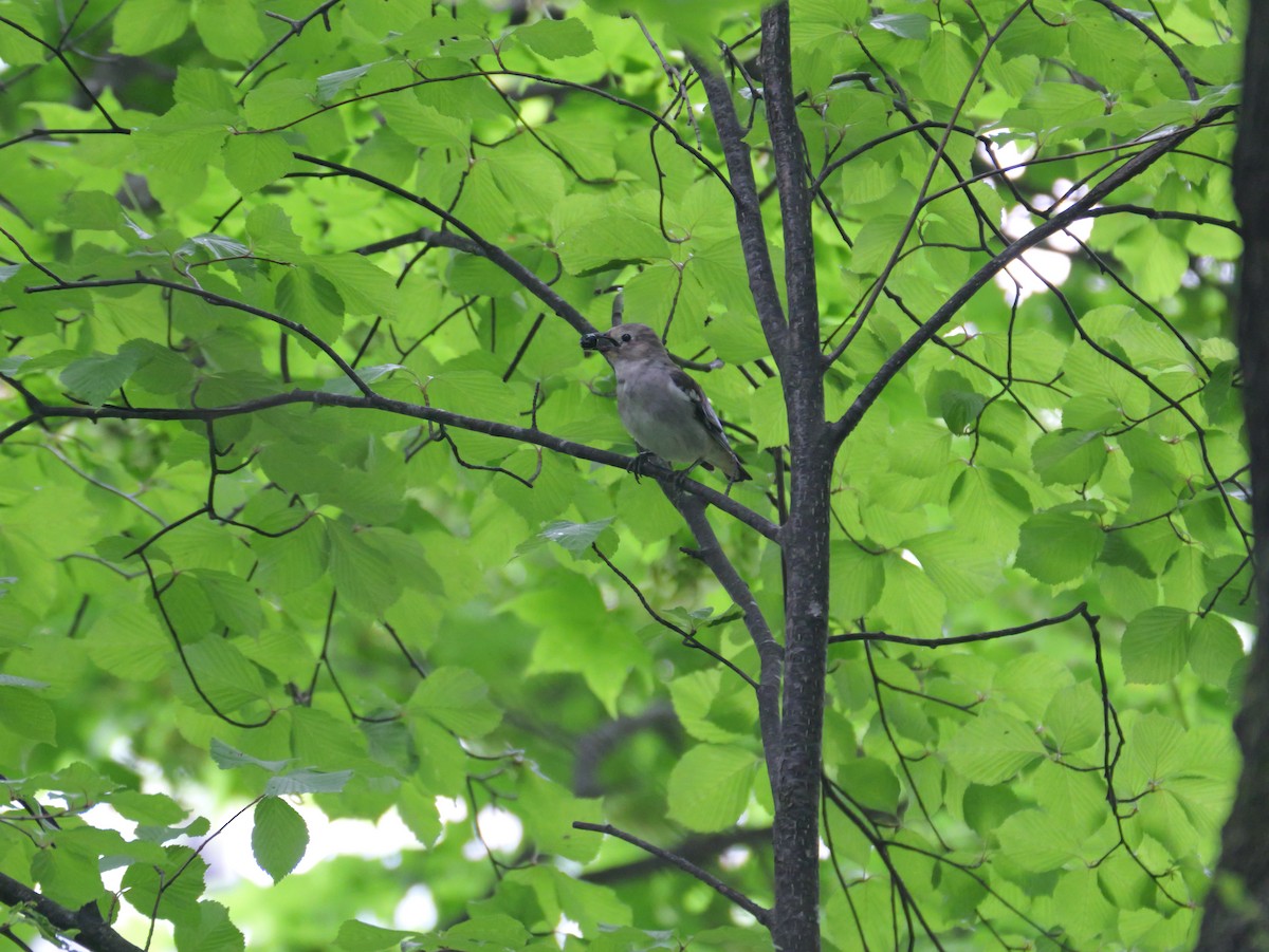 Chestnut-cheeked Starling - ML620664583