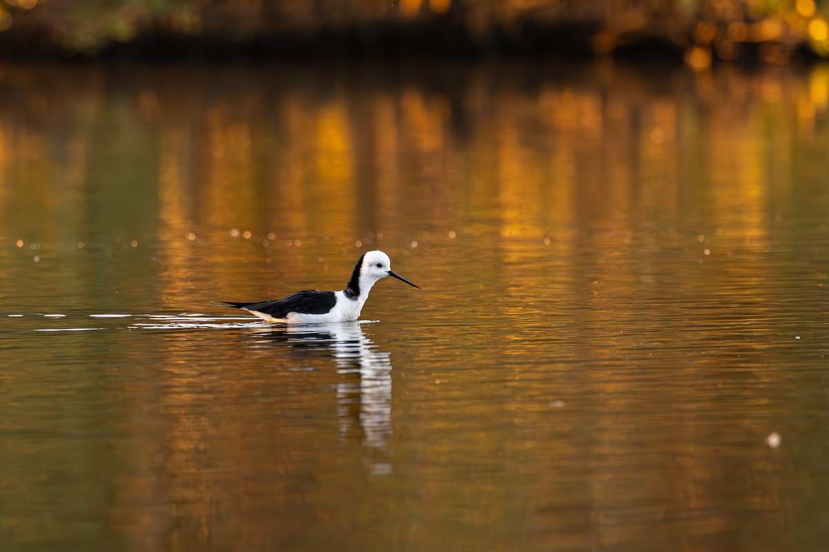 Pied Stilt - Nathan Bartlett