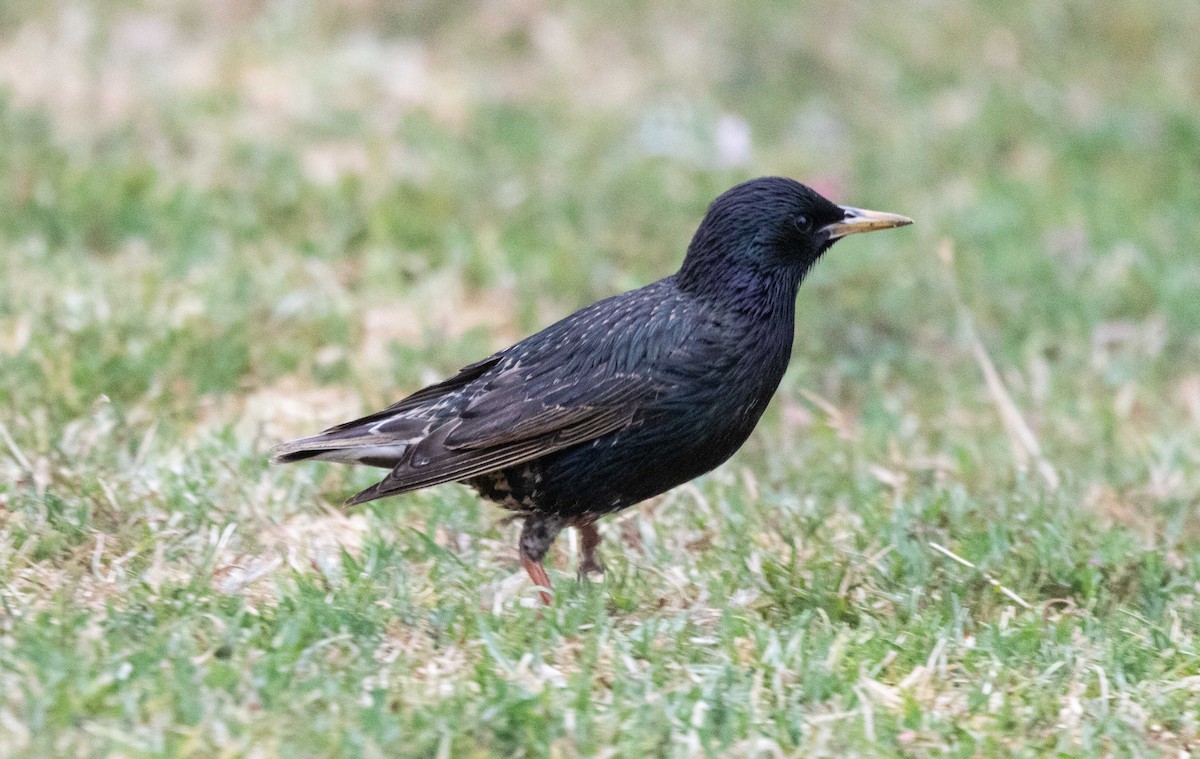 European Starling - ML620664587