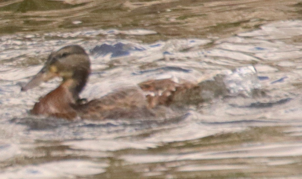 Canard colvert - ML620664589