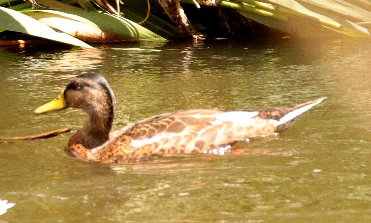 Mallard - ML620664591