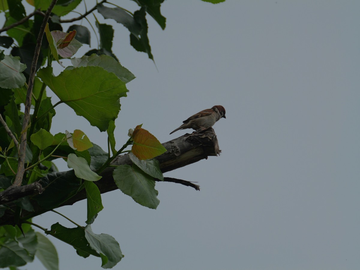 Eurasian Tree Sparrow - ML620664592