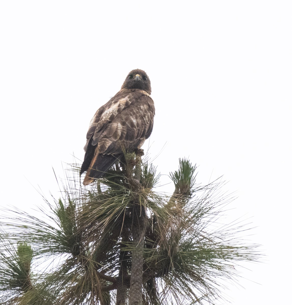 Red-tailed Hawk - ML620664593