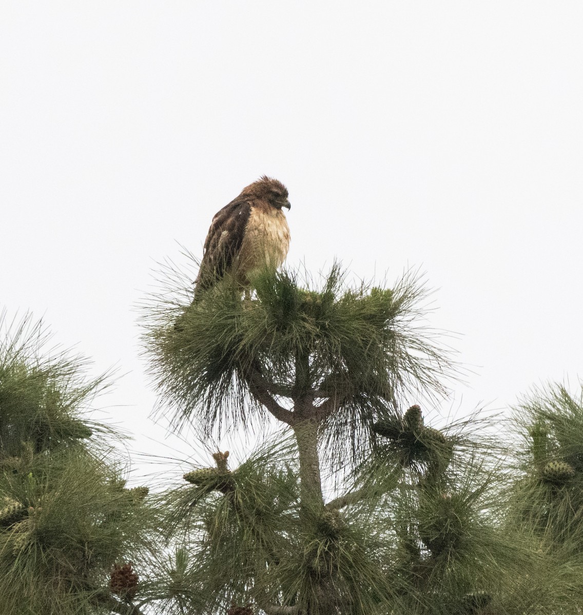 Red-tailed Hawk - ML620664594