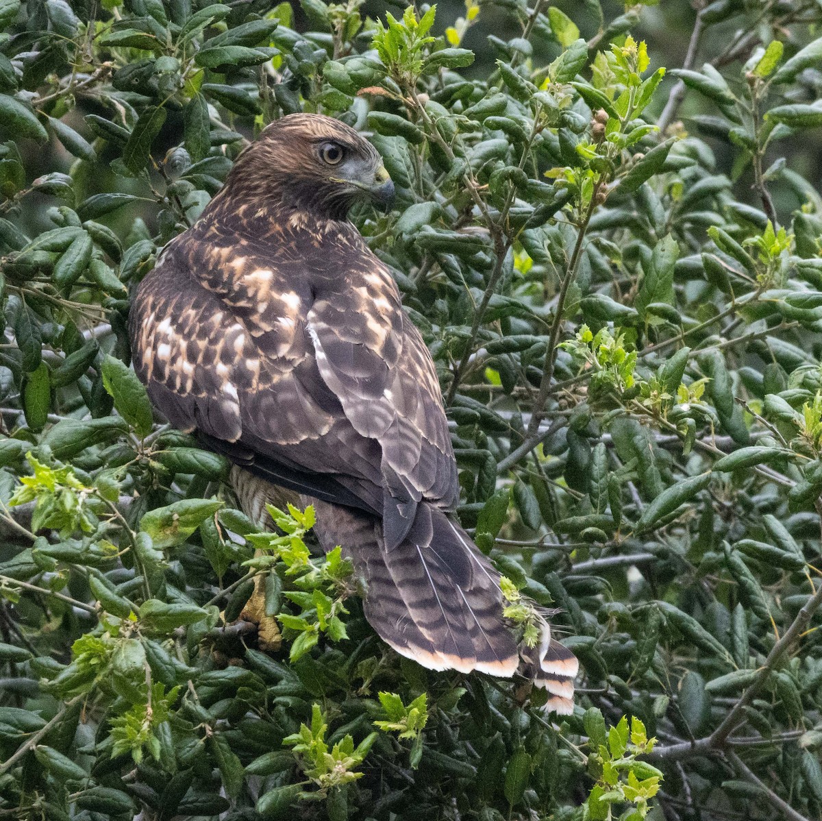 Red-tailed Hawk - ML620664596