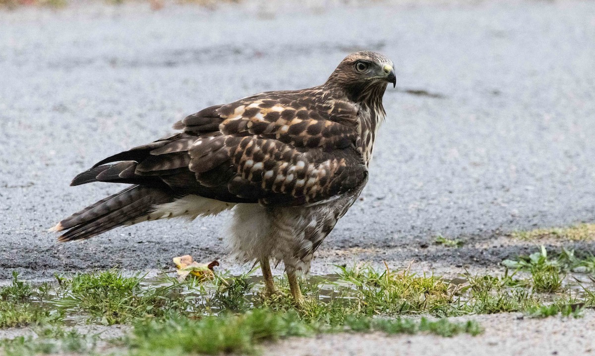 Red-tailed Hawk - Timothy Aarons