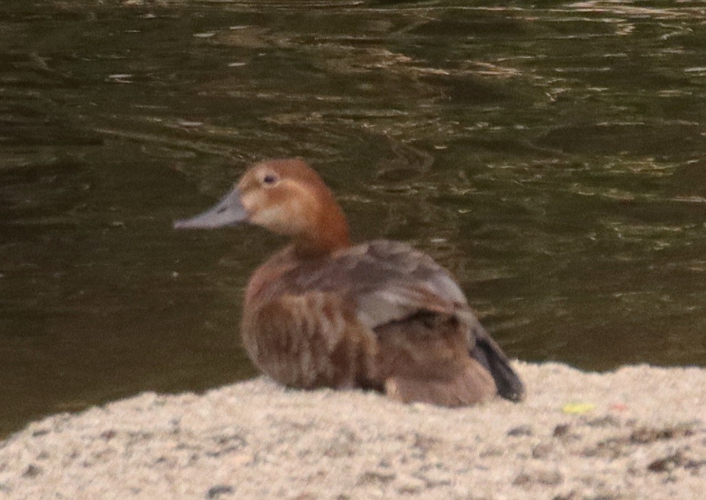 Common Pochard - ML620664598