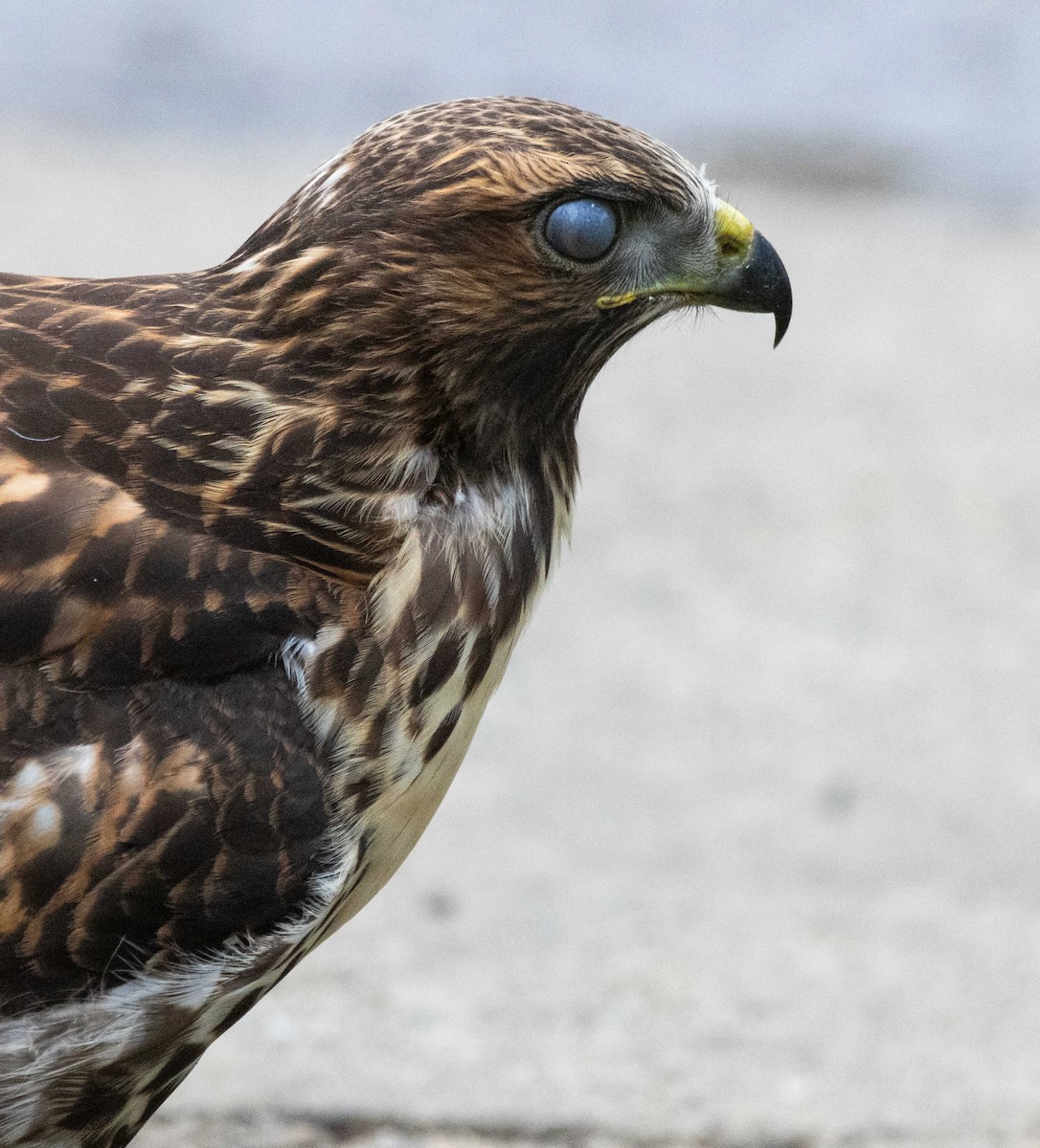 Red-tailed Hawk - ML620664599