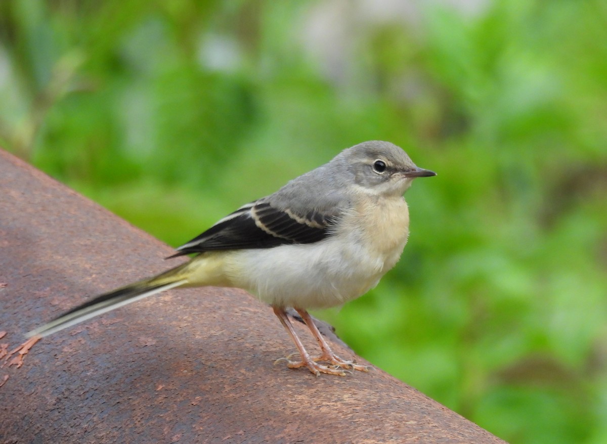 Gray Wagtail - ML620664606