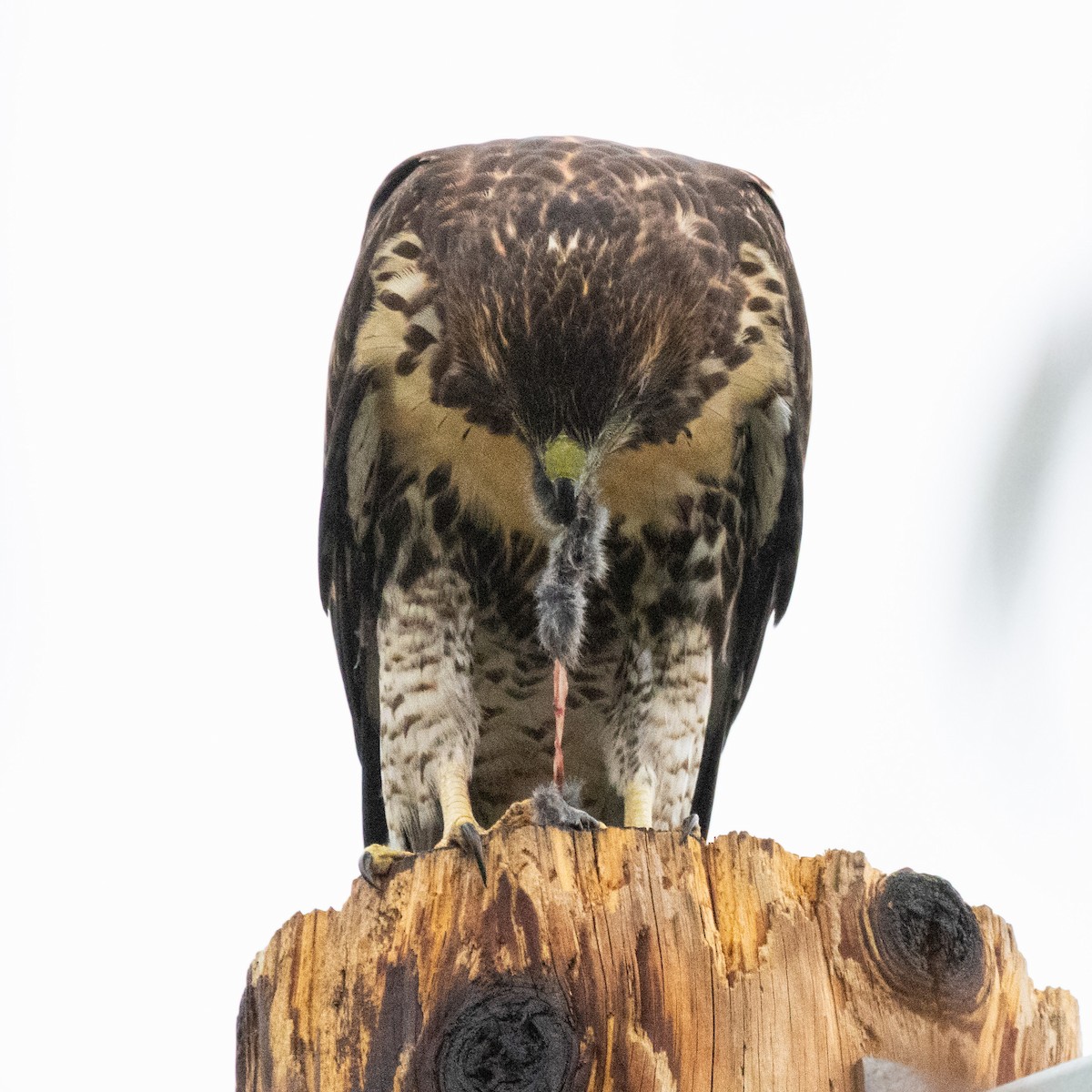 Red-tailed Hawk - ML620664608