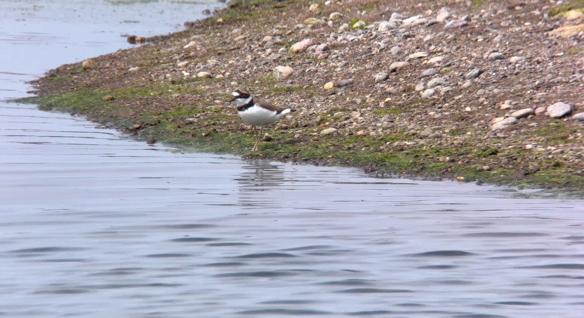 Little Ringed Plover - Ashley Hopkins