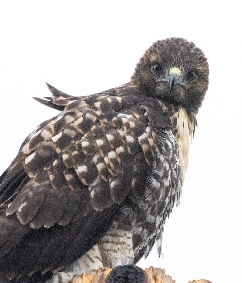 Red-tailed Hawk - ML620664610