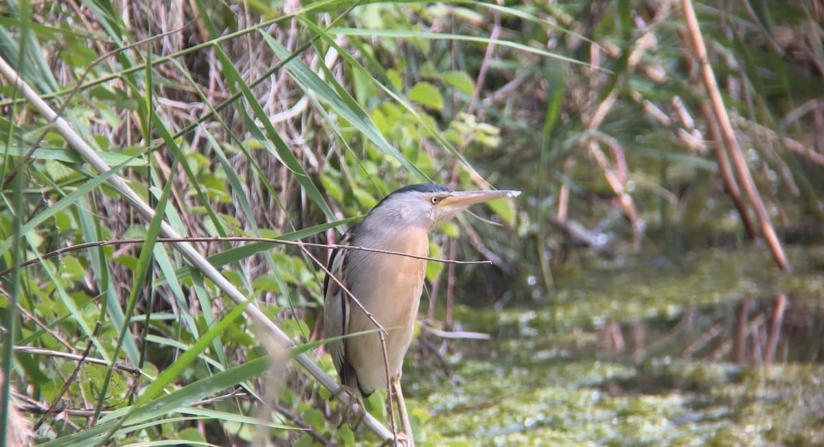 Little Bittern - ML620664611