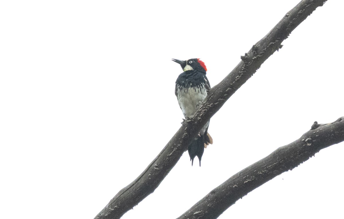 Acorn Woodpecker - ML620664613