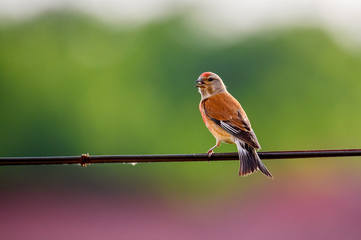 Eurasian Linnet - ML620664614