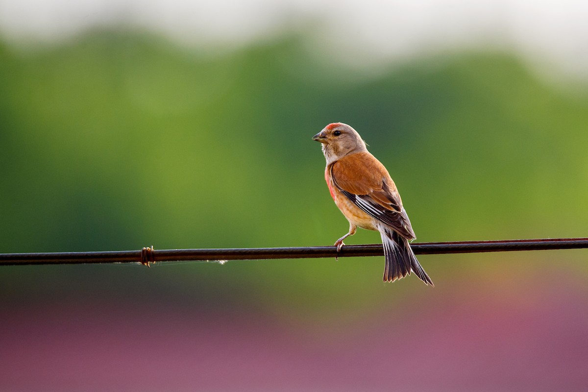 Eurasian Linnet - ML620664615