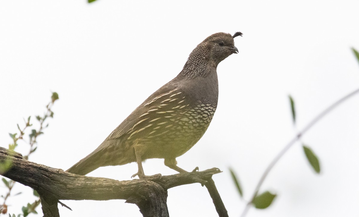 California Quail - ML620664623