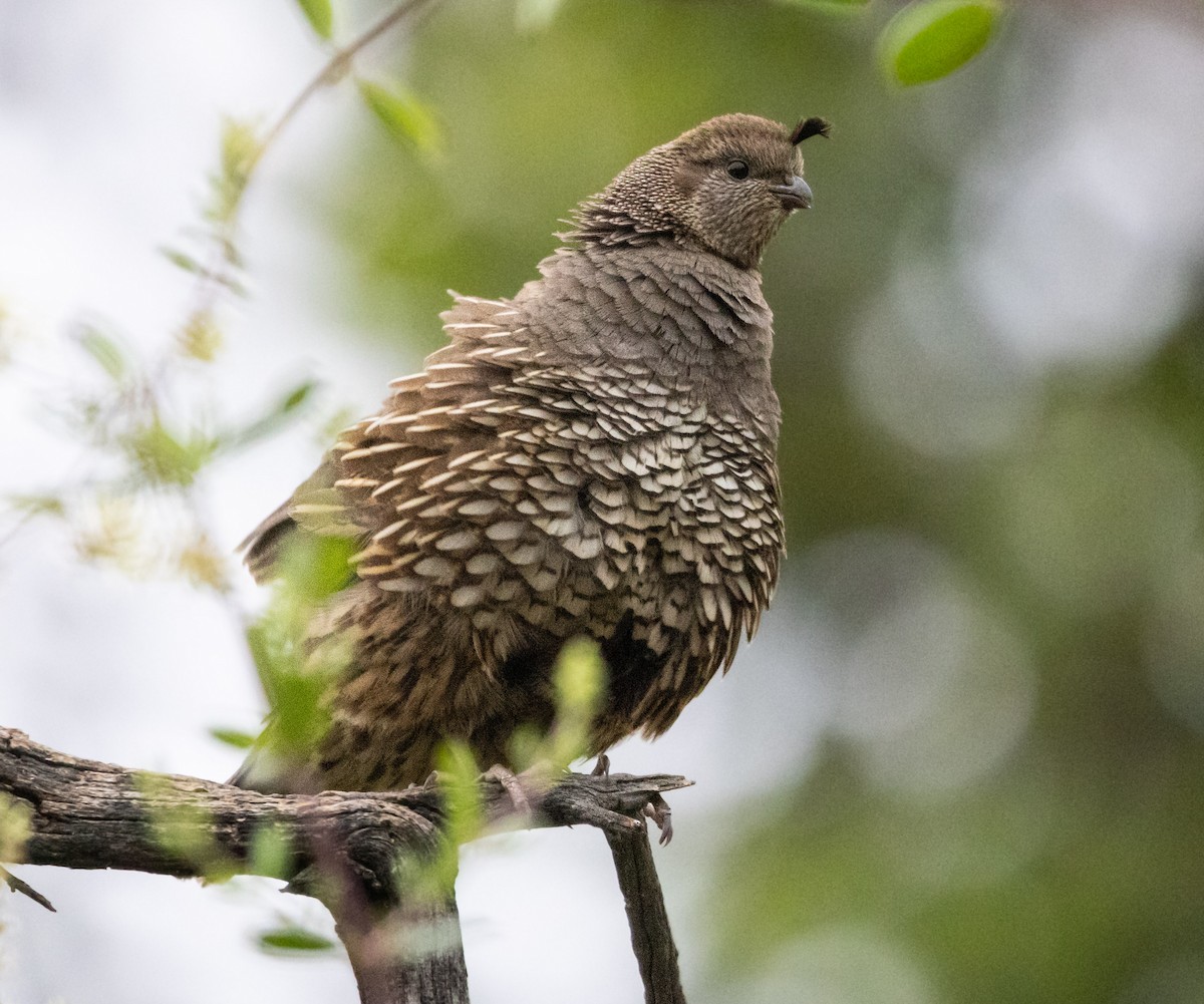 California Quail - ML620664627