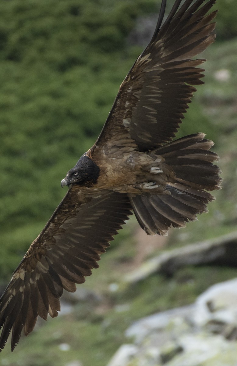 Bearded Vulture - ML620664632