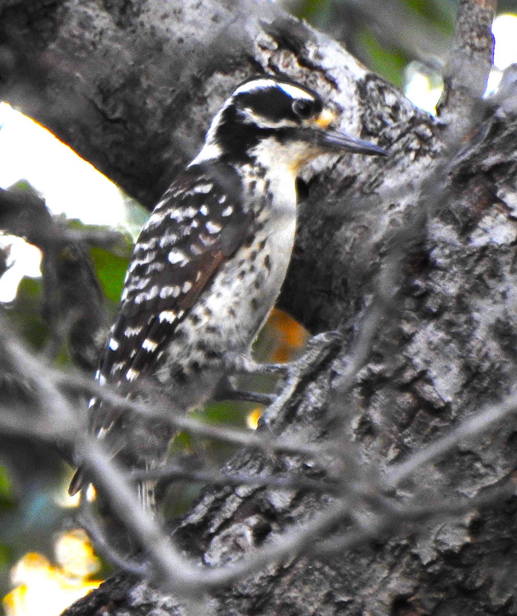 Nuttall's Woodpecker - ML620664639