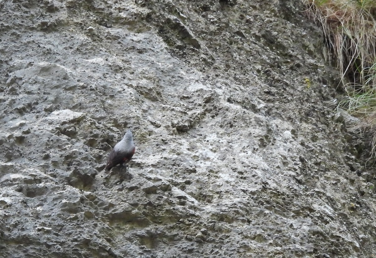 Wallcreeper - ML620664642