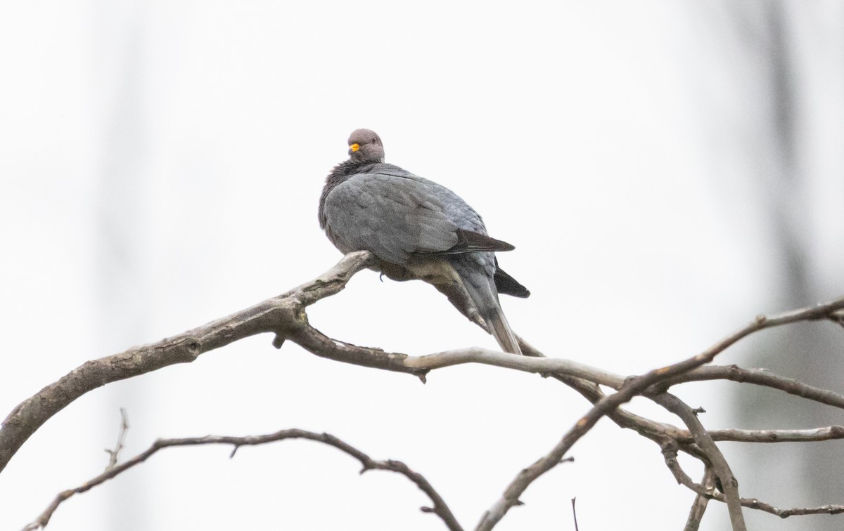 Band-tailed Pigeon - ML620664644