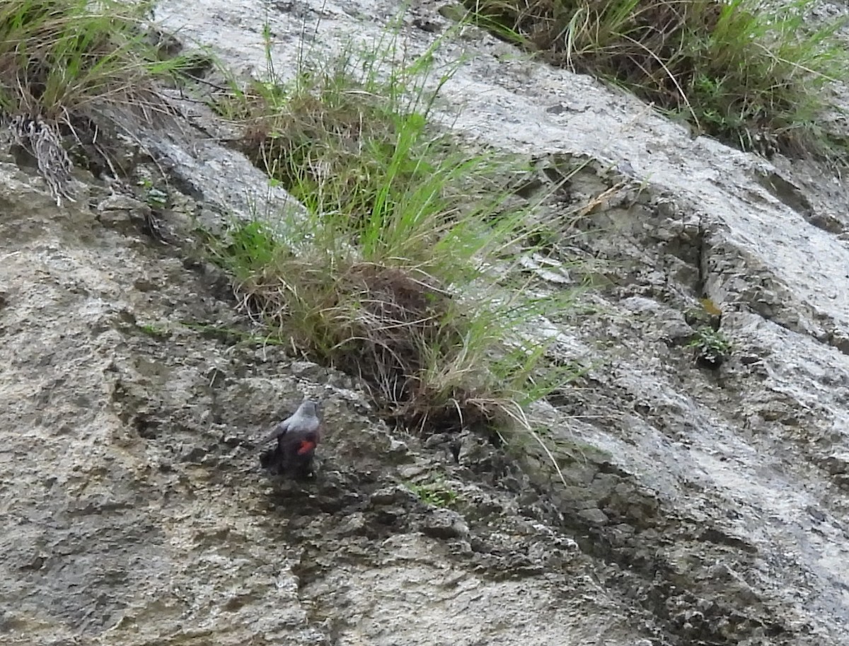 Wallcreeper - ML620664645