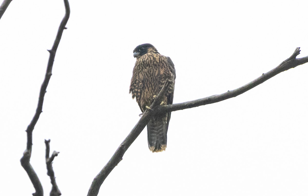 Peregrine Falcon - ML620664647