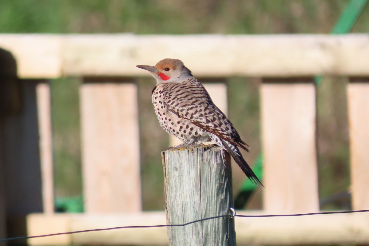 Northern Flicker (Red-shafted) - ML620664650