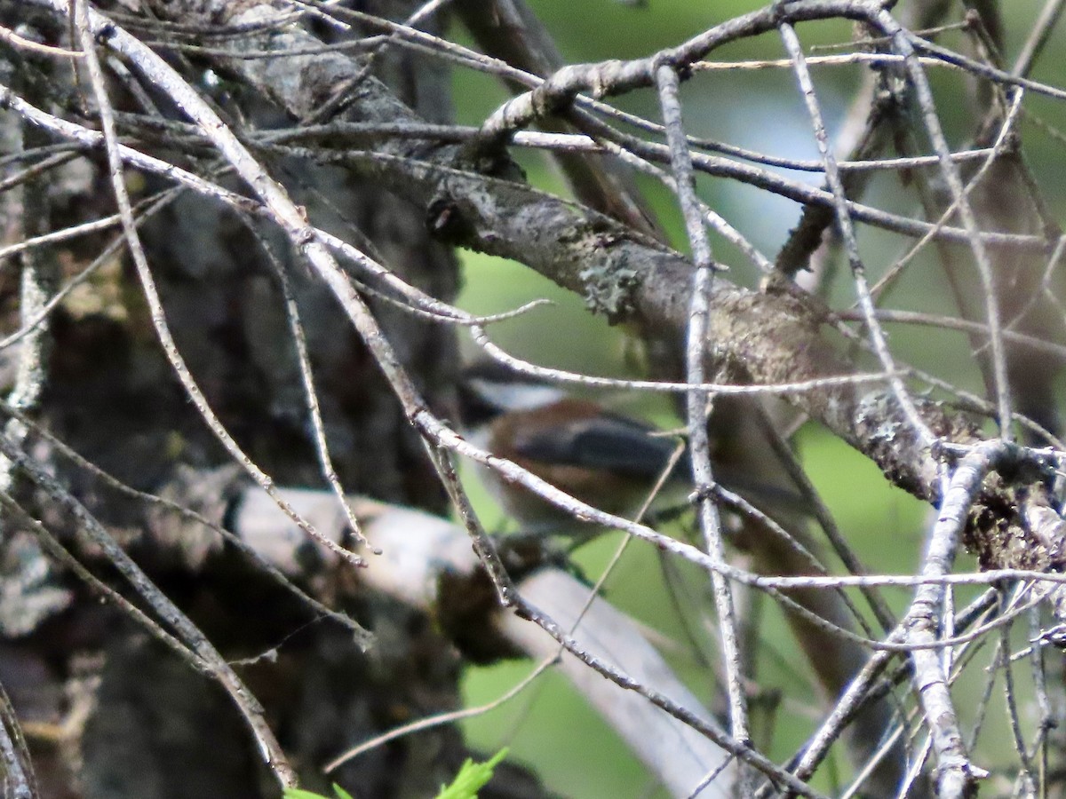 Chestnut-backed Chickadee - ML620664665