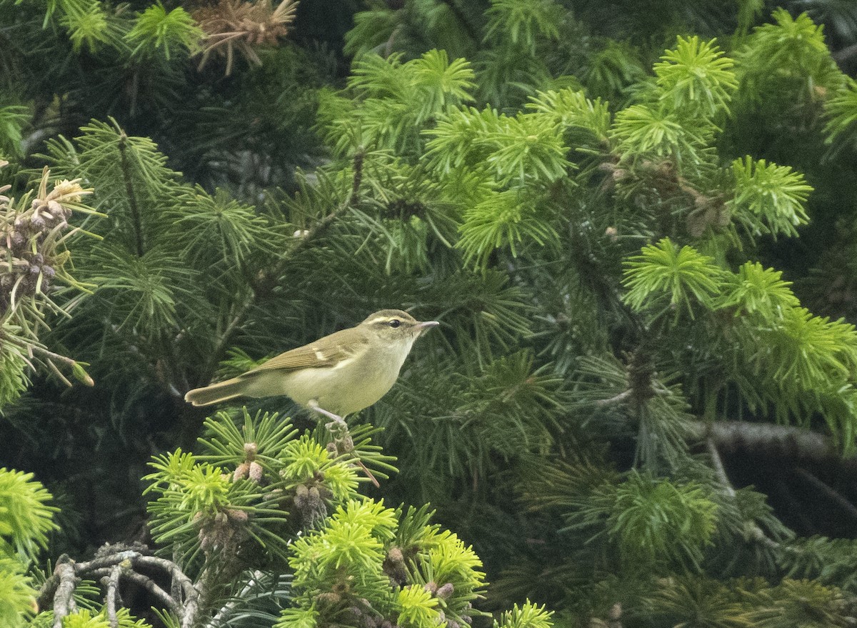 Large-billed Leaf Warbler - Waseem Bhat