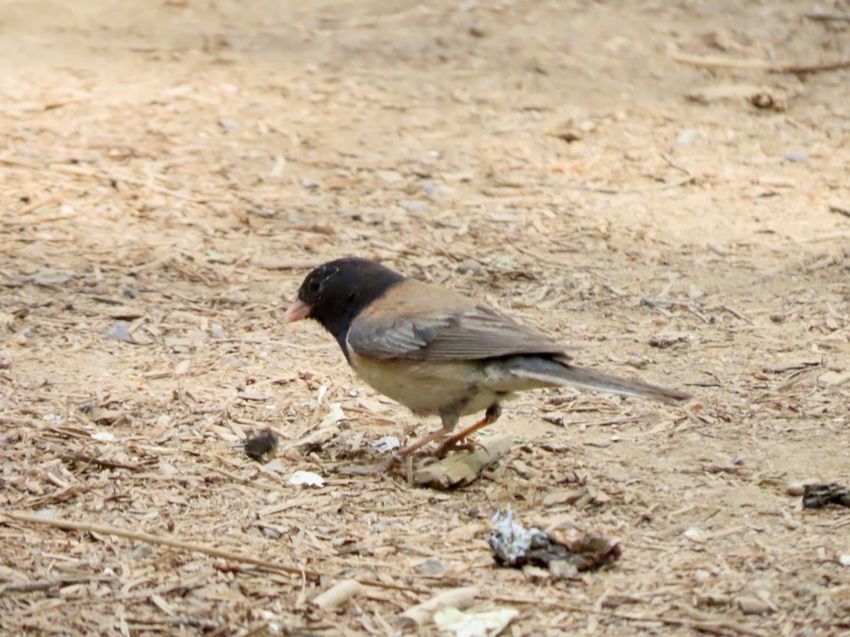 Junco ardoisé (groupe oreganus) - ML620664669