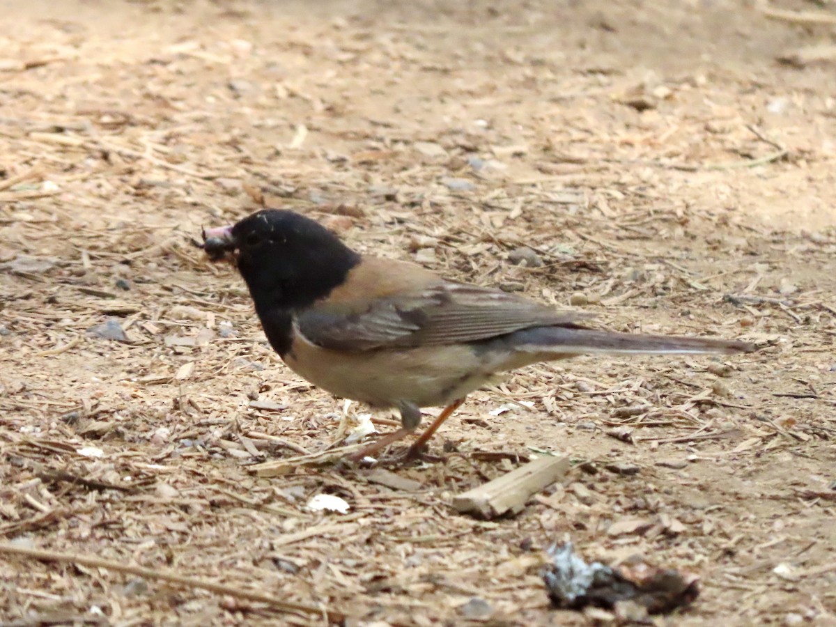 Junco Ojioscuro (grupo oreganus) - ML620664670