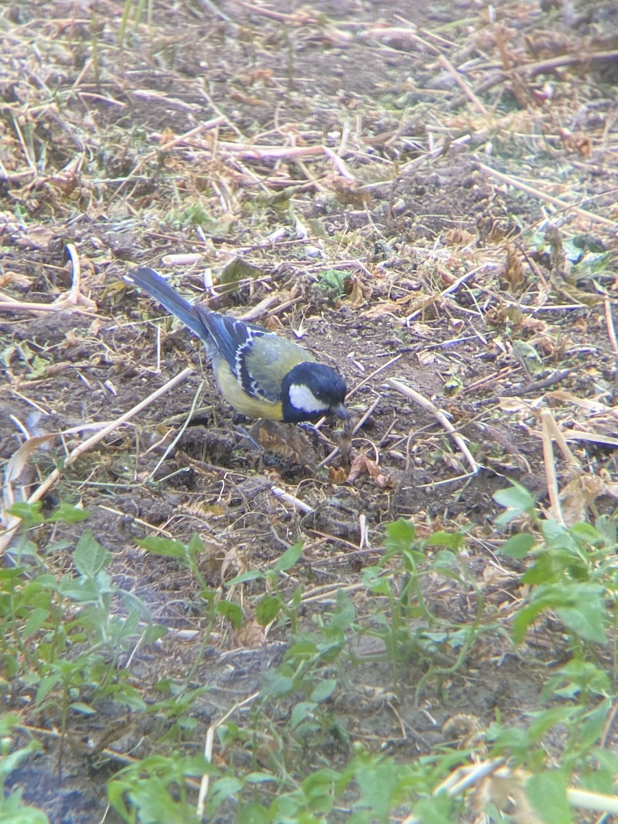 Green-backed Tit - ML620664672