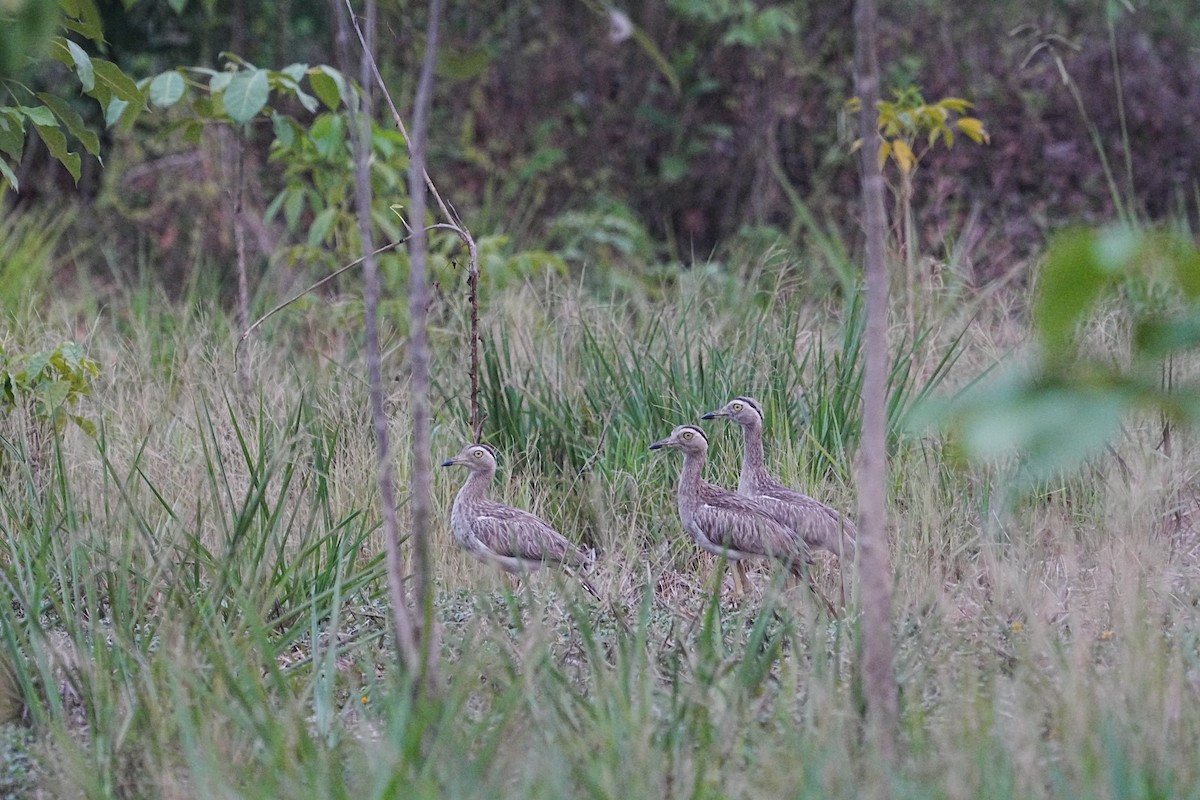 Double-striped Thick-knee - ML620664679