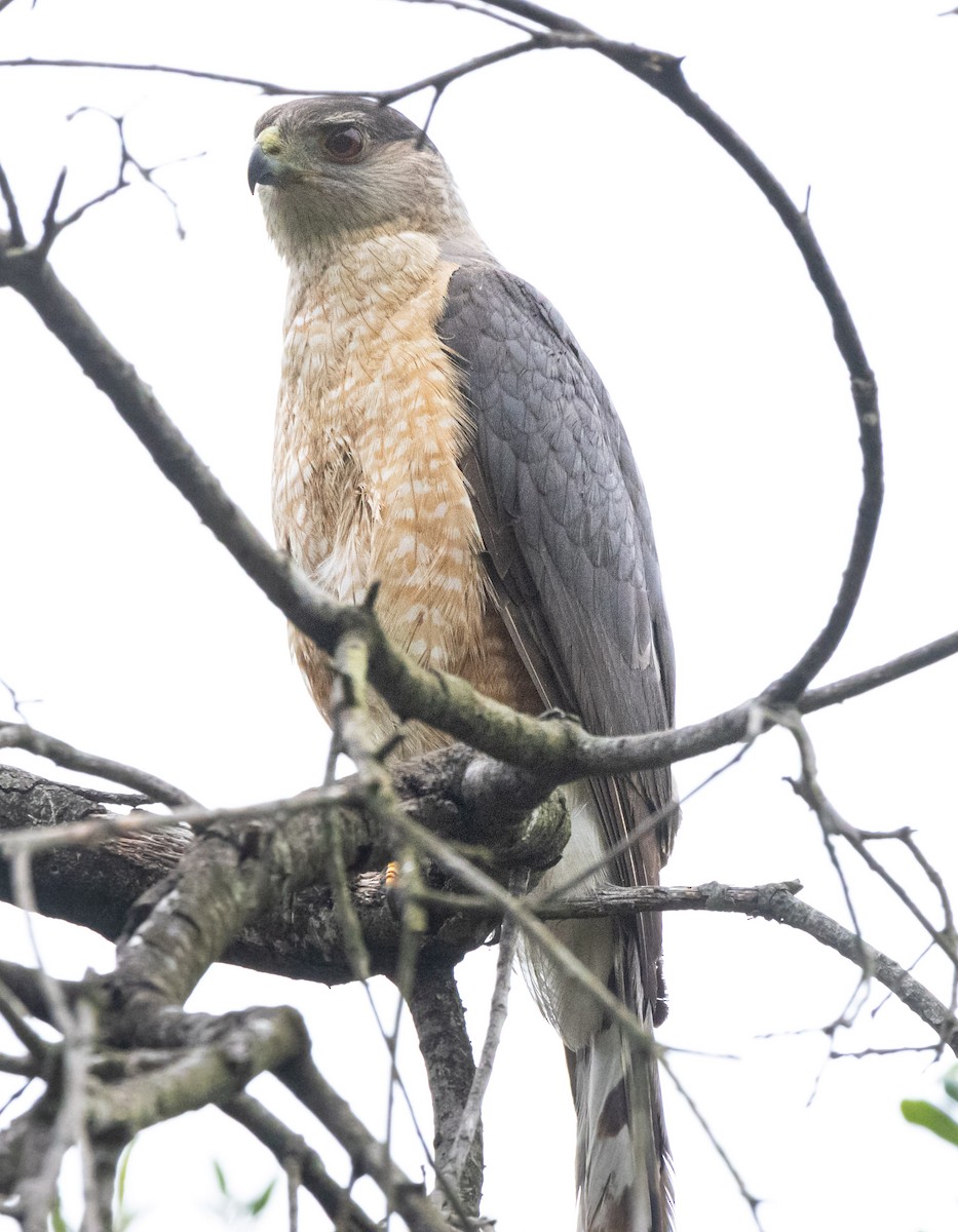 Cooper's Hawk - ML620664680