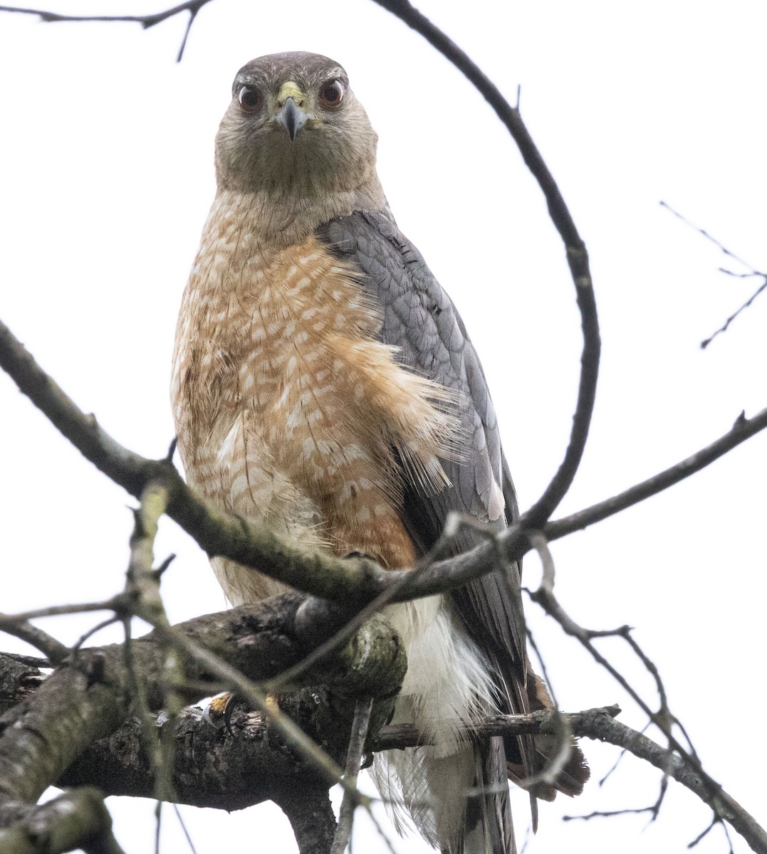 Cooper's Hawk - ML620664681