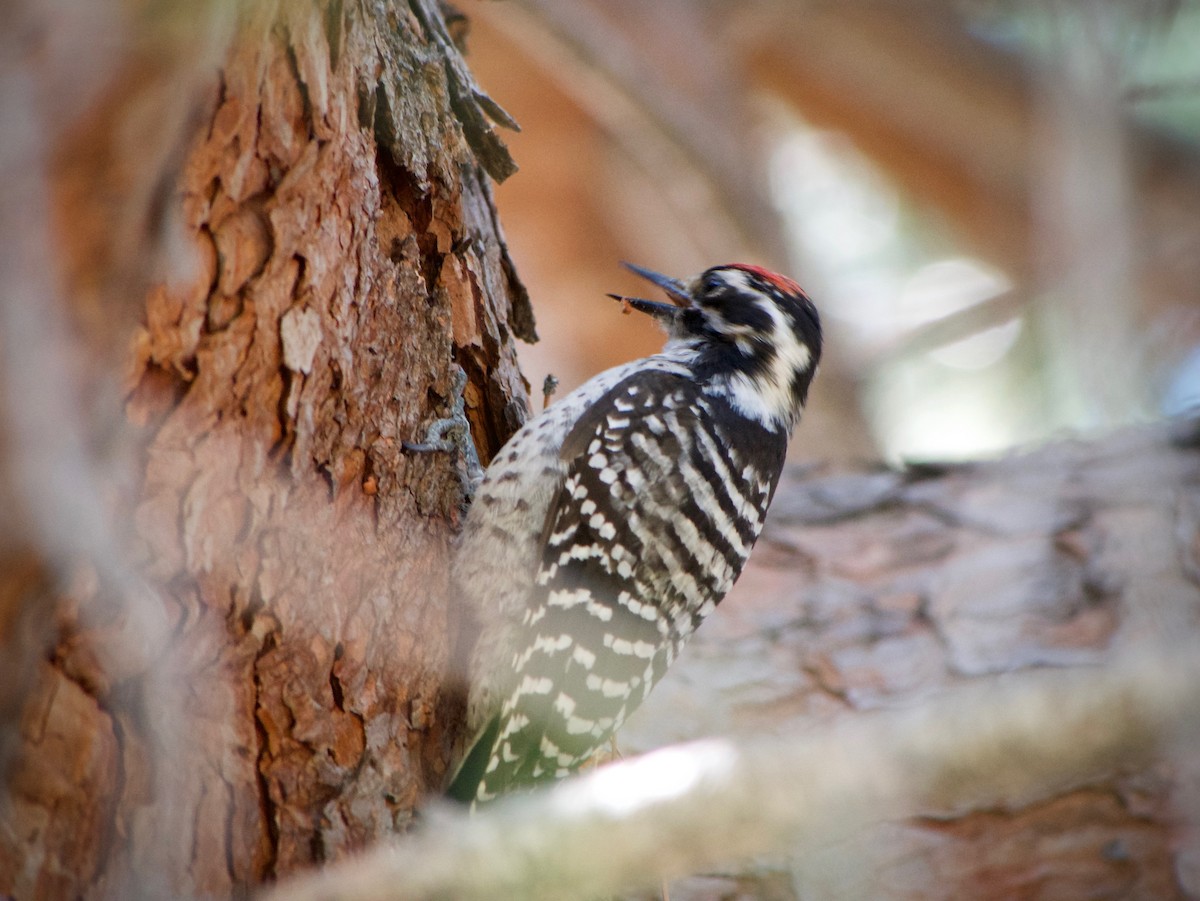 Nuttall's Woodpecker - ML620664690