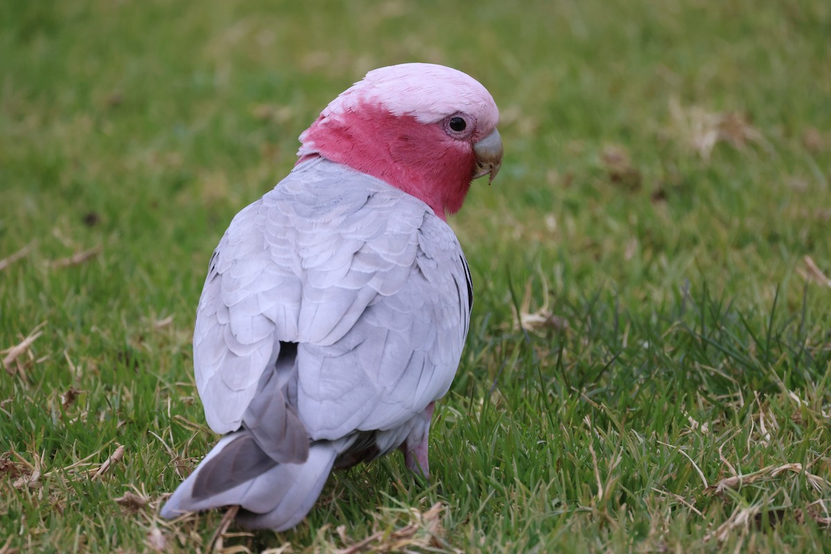 Galah - ML620664694