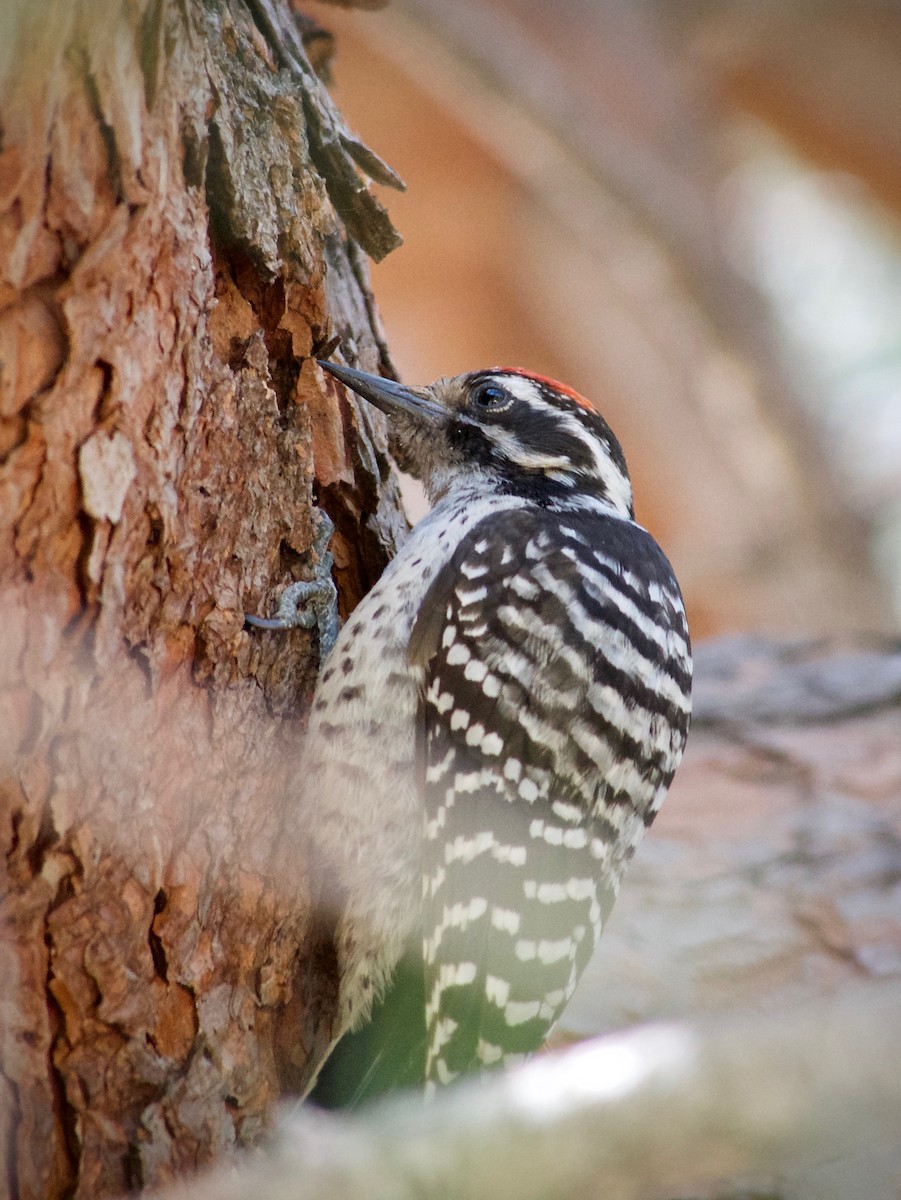 Nuttall's Woodpecker - ML620664696