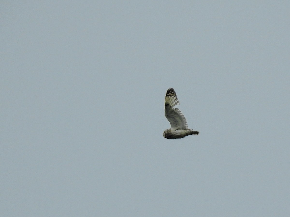 Short-eared Owl - ML620664699