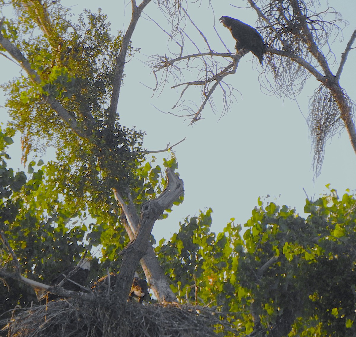 Bald Eagle - ML620664705