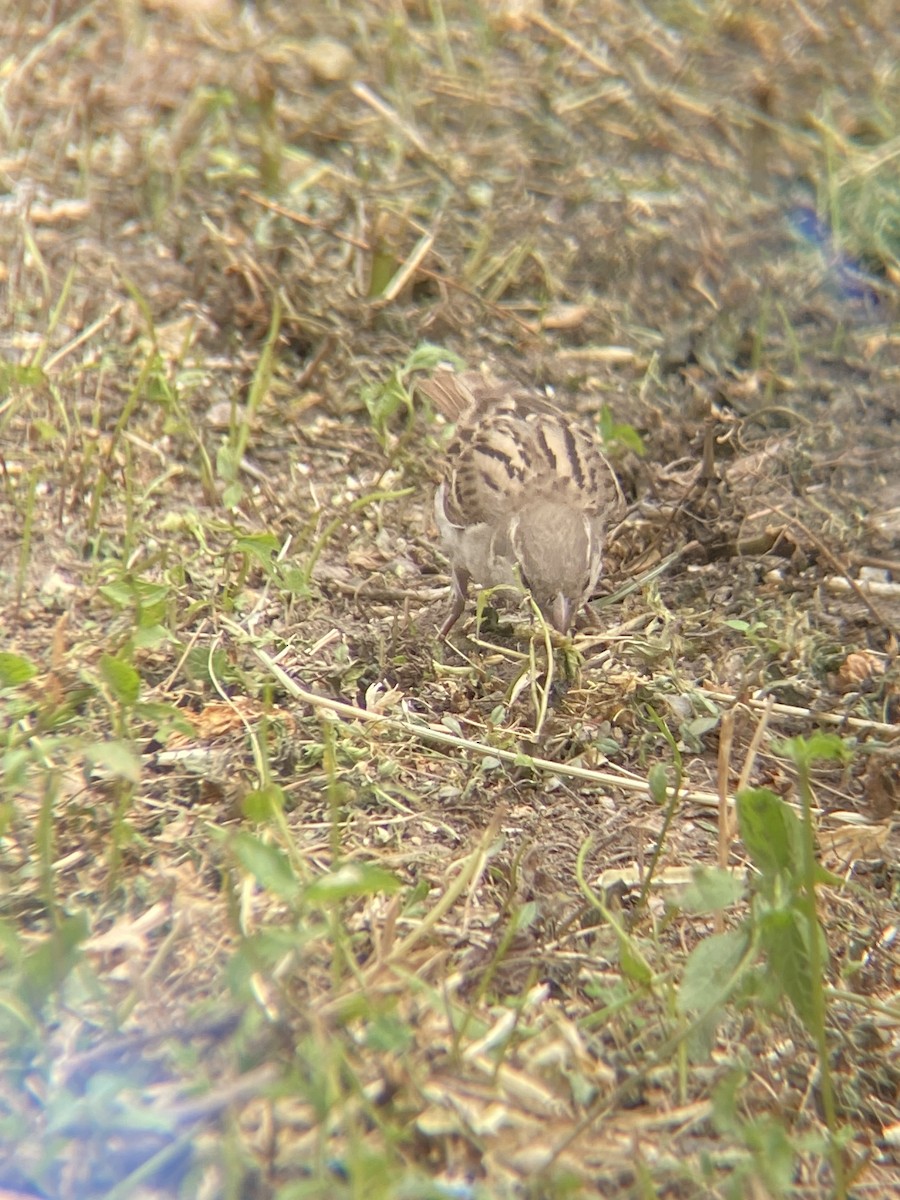 House Sparrow - ML620664708