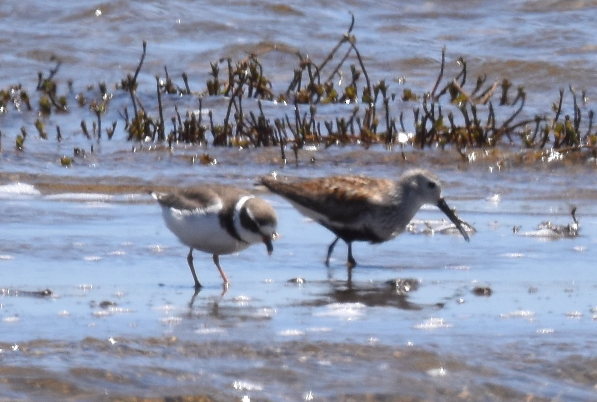 Dunlin - Colin Meusel