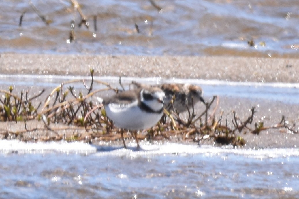 Semipalmated Plover - ML620664730