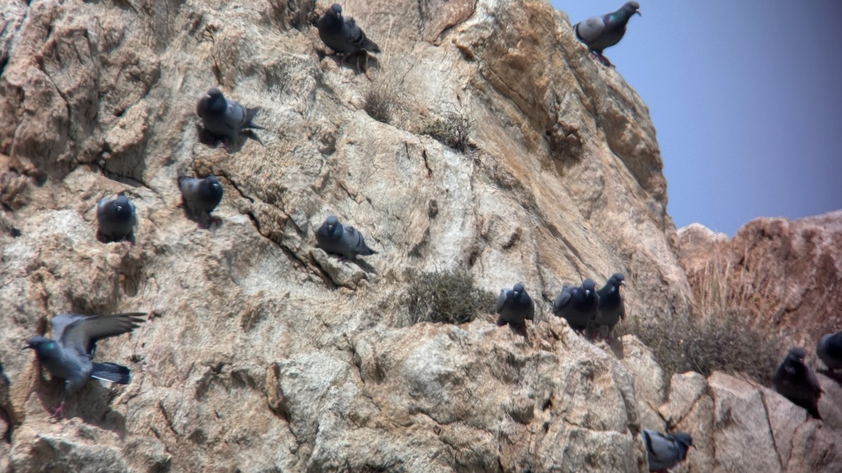 Rock Pigeon (Wild type) - ML620664734